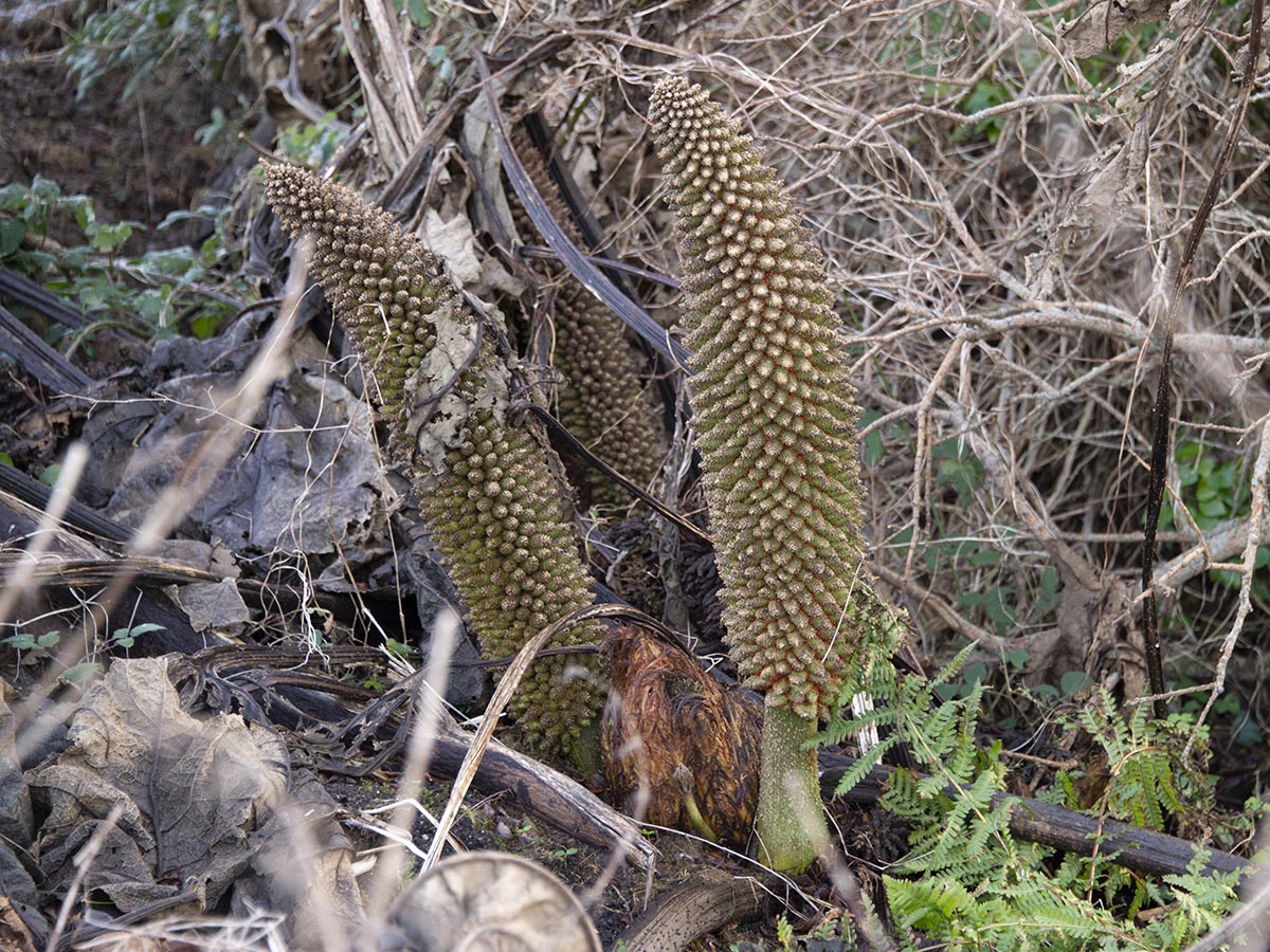 Gunnera tinctoria